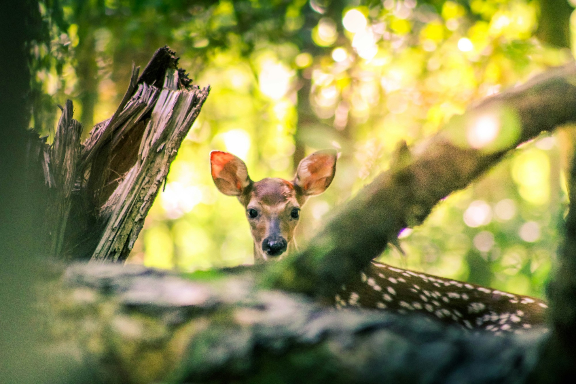 Rehkitz im Wald (Symbolbild)