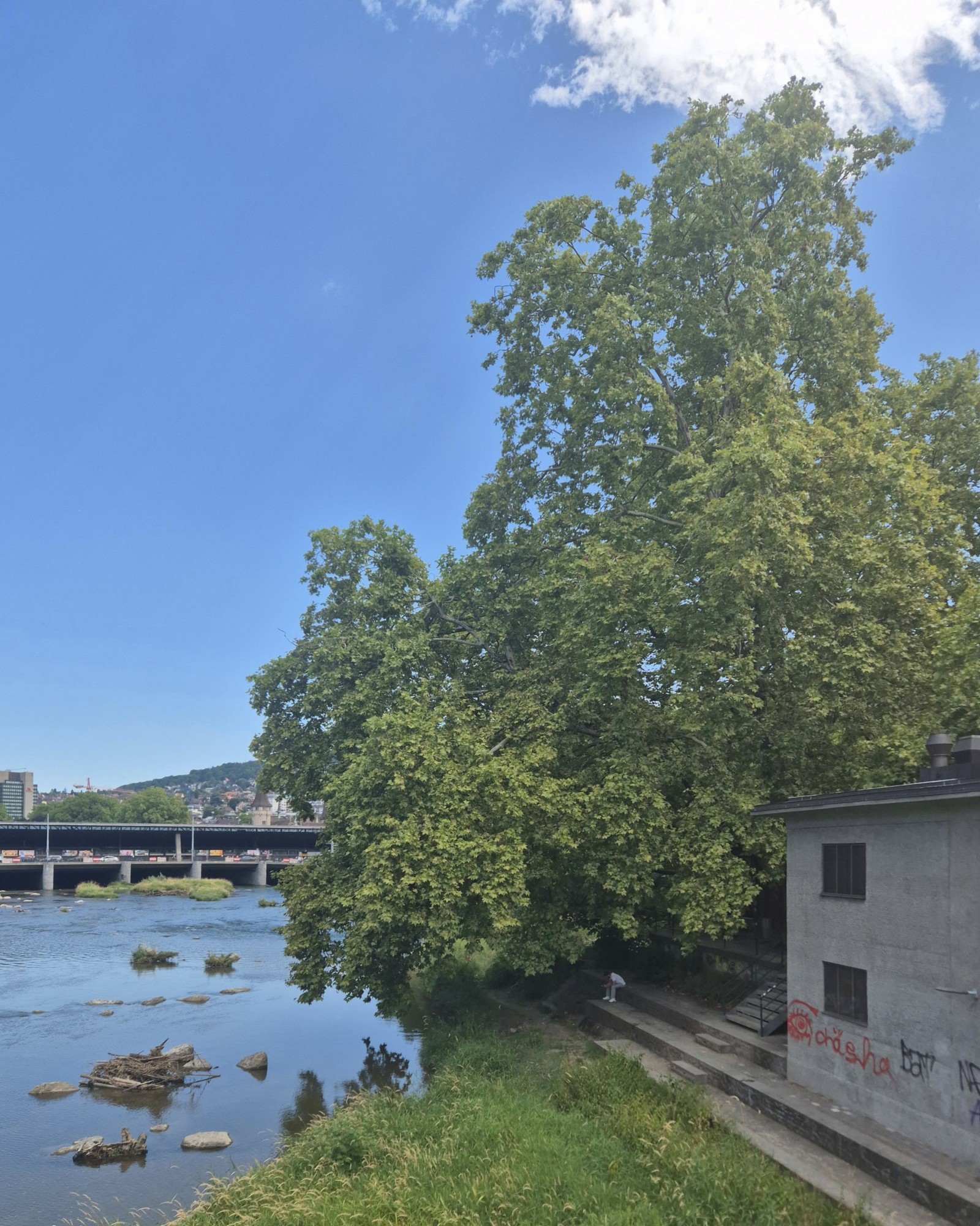 Platane an der Sihl