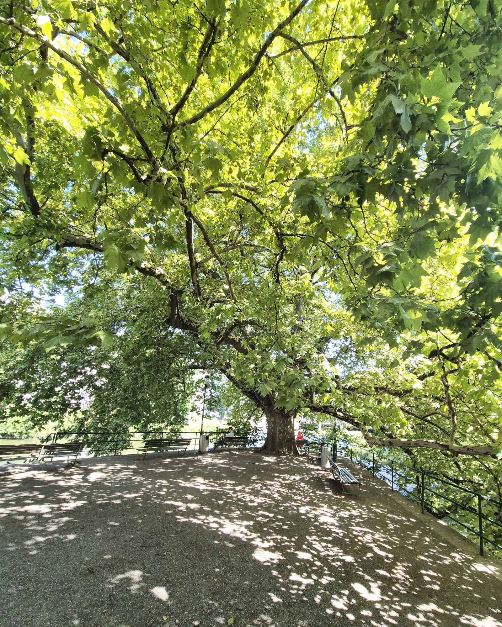 Bänke unter der Platane