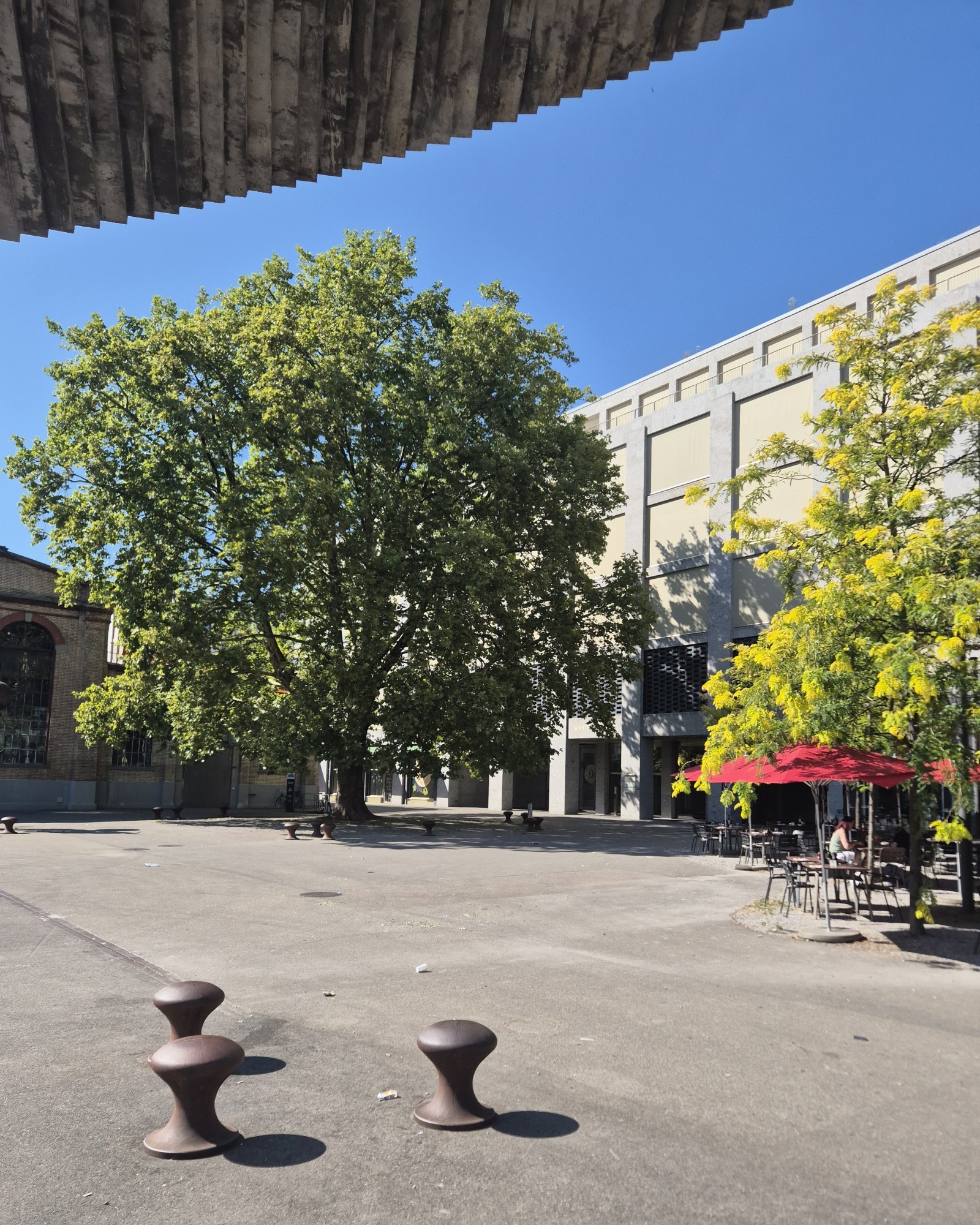 Platane bei der Schiffbauhalle in Zürich West.