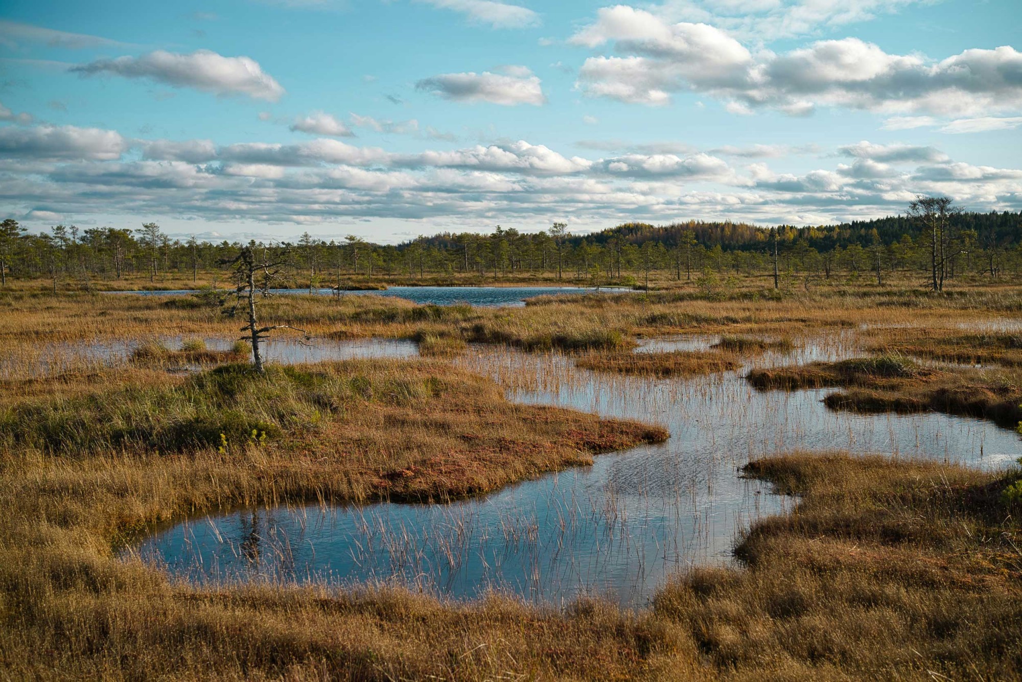 Moor-Landschaft in Estland