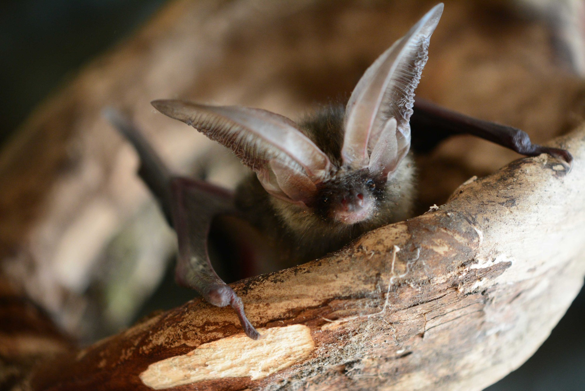 Fledermaus Braunes Langohr