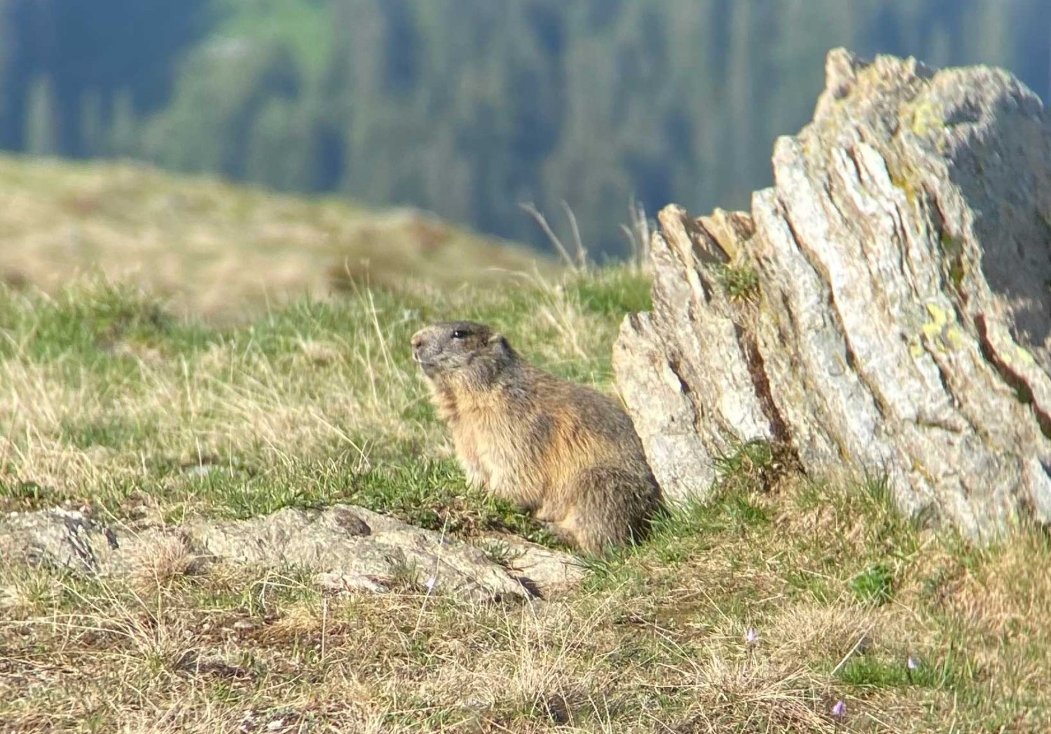 Murmeltier bei einem Stein