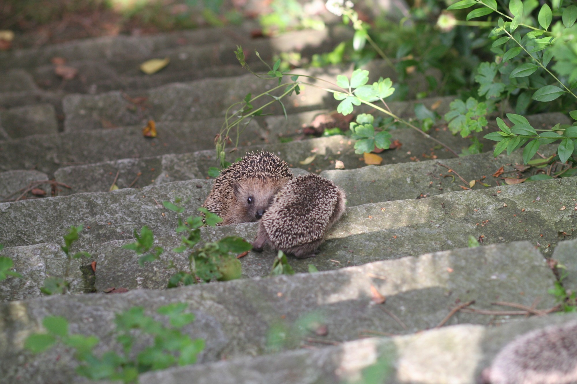 Igel im Siedlungsraum auf einer Treppe