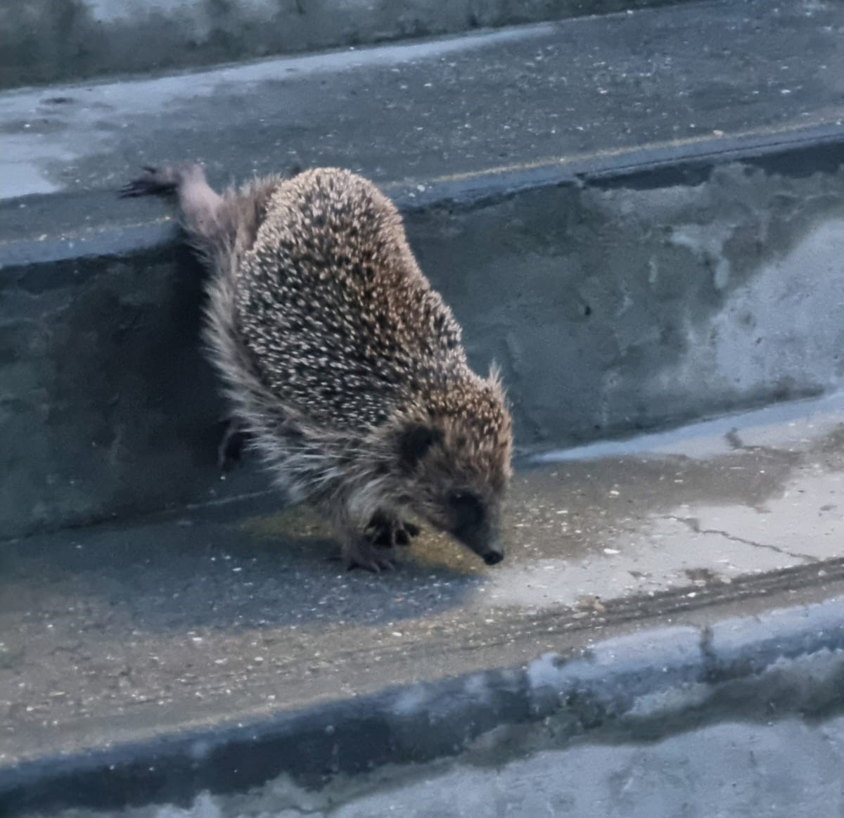 Igel auf Treppenabsatz