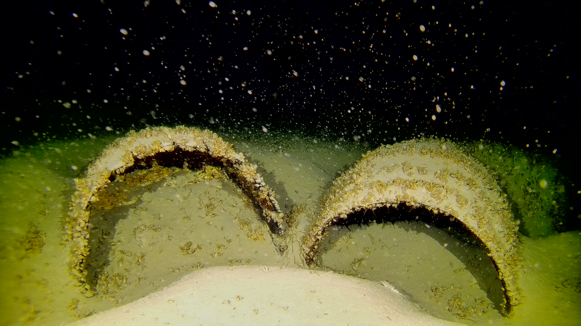 Teils mit Muscheln bewachsene Fässer auf dem Grund des Bodensees