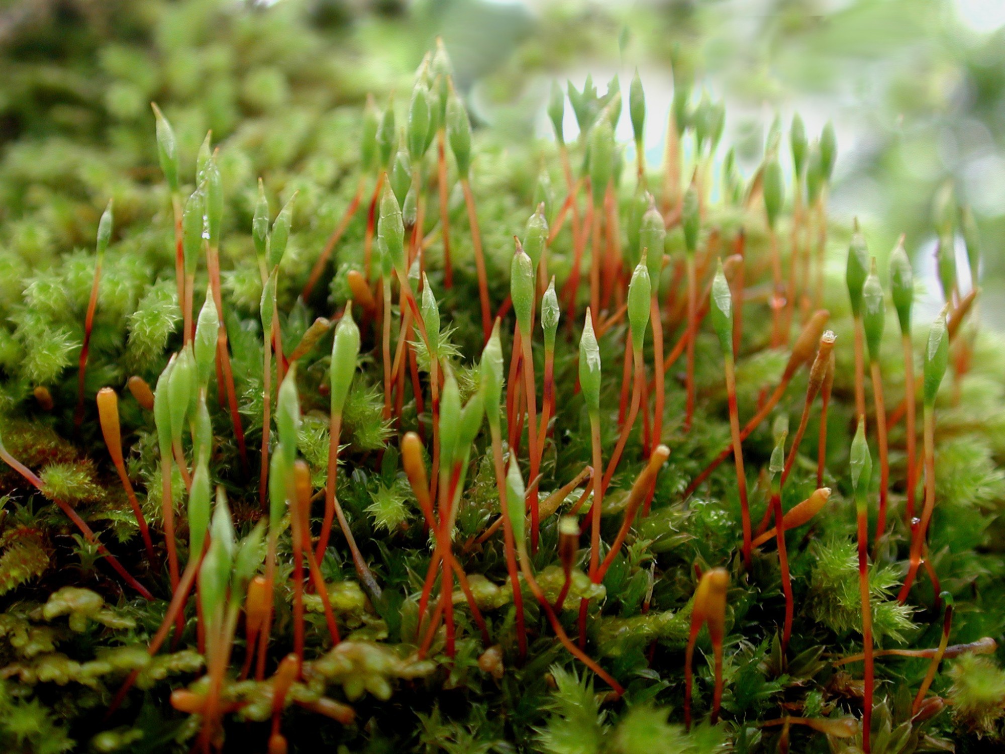 Rudolphis Trompetenmoos (Tayloria rudolphiana)