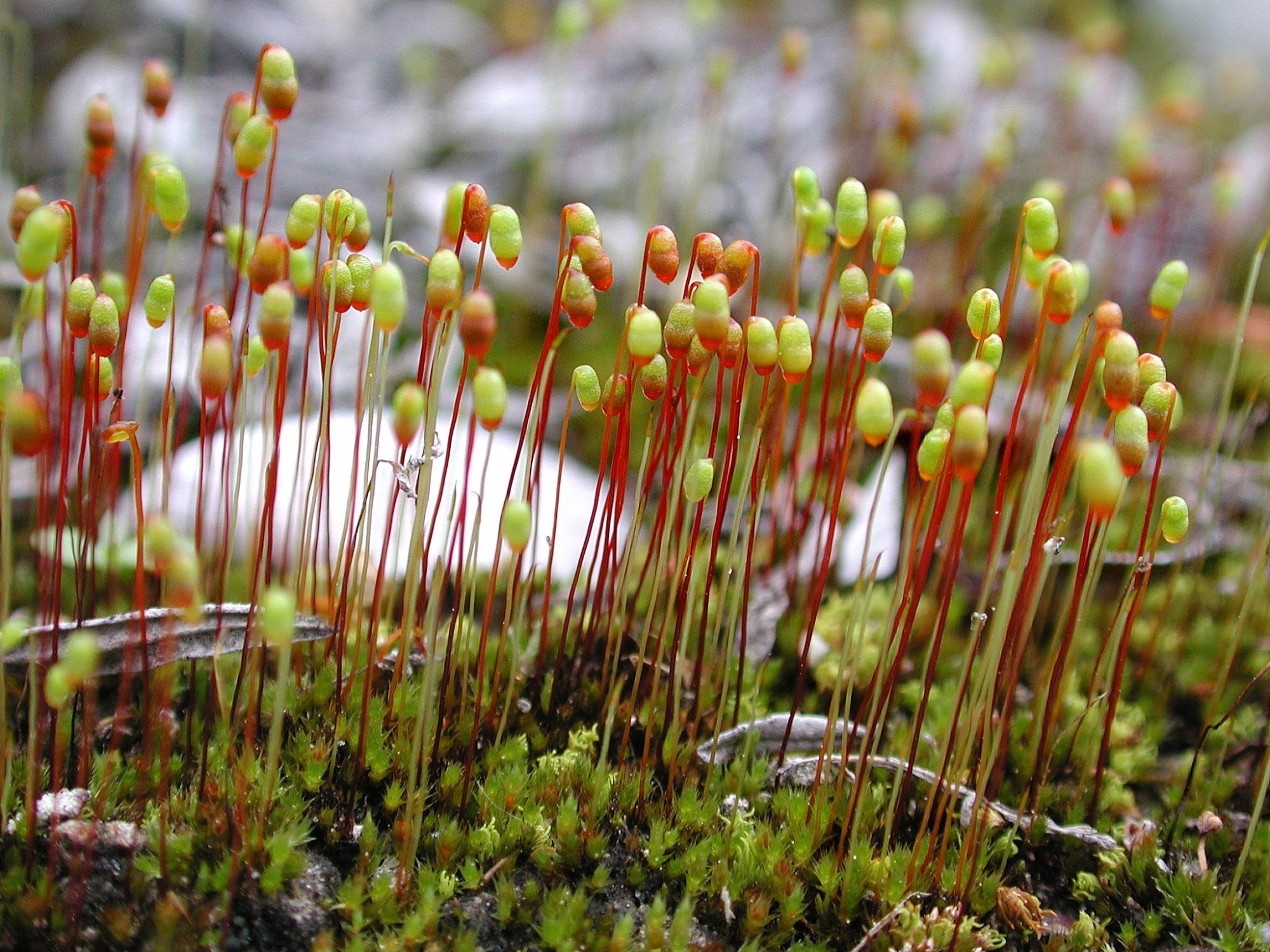 Alluvionen-Birnmoos (Bryum versicolor)