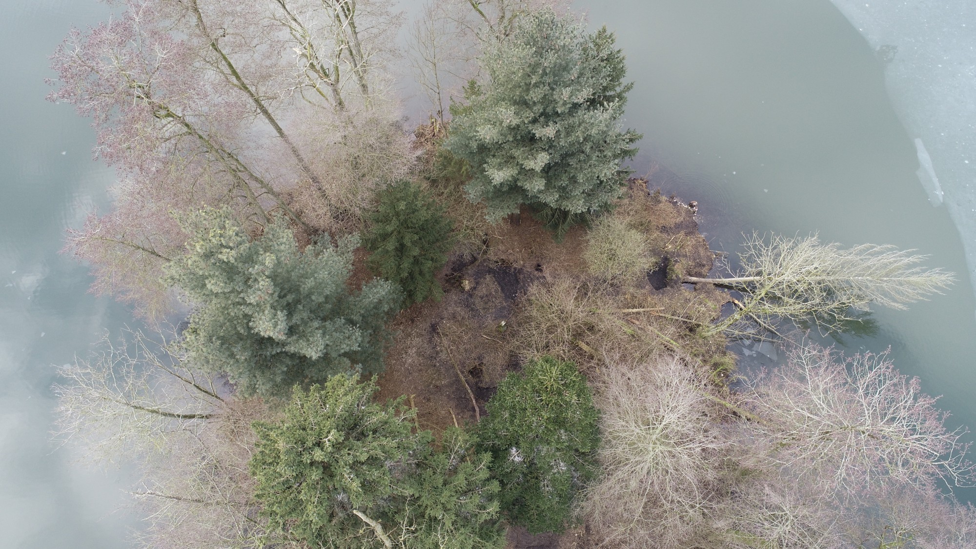 Eingestürzte Bibergänge auf Insel im Inkwilersee
