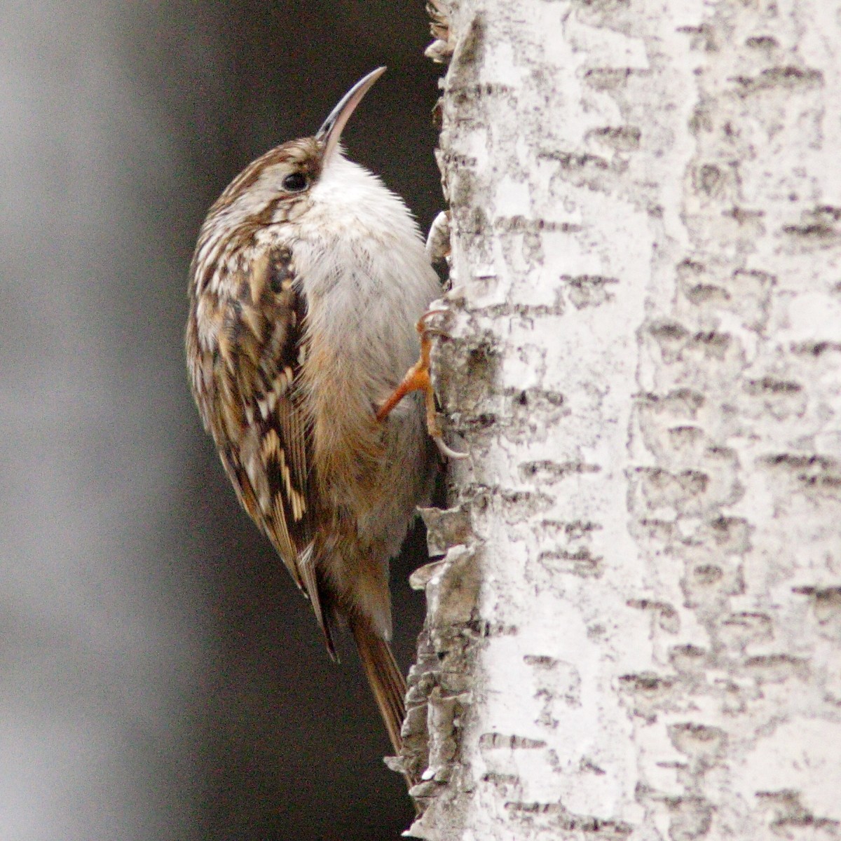 gartenbaumläufer Aleph  WIKIPEDIA COMMONS 4.0