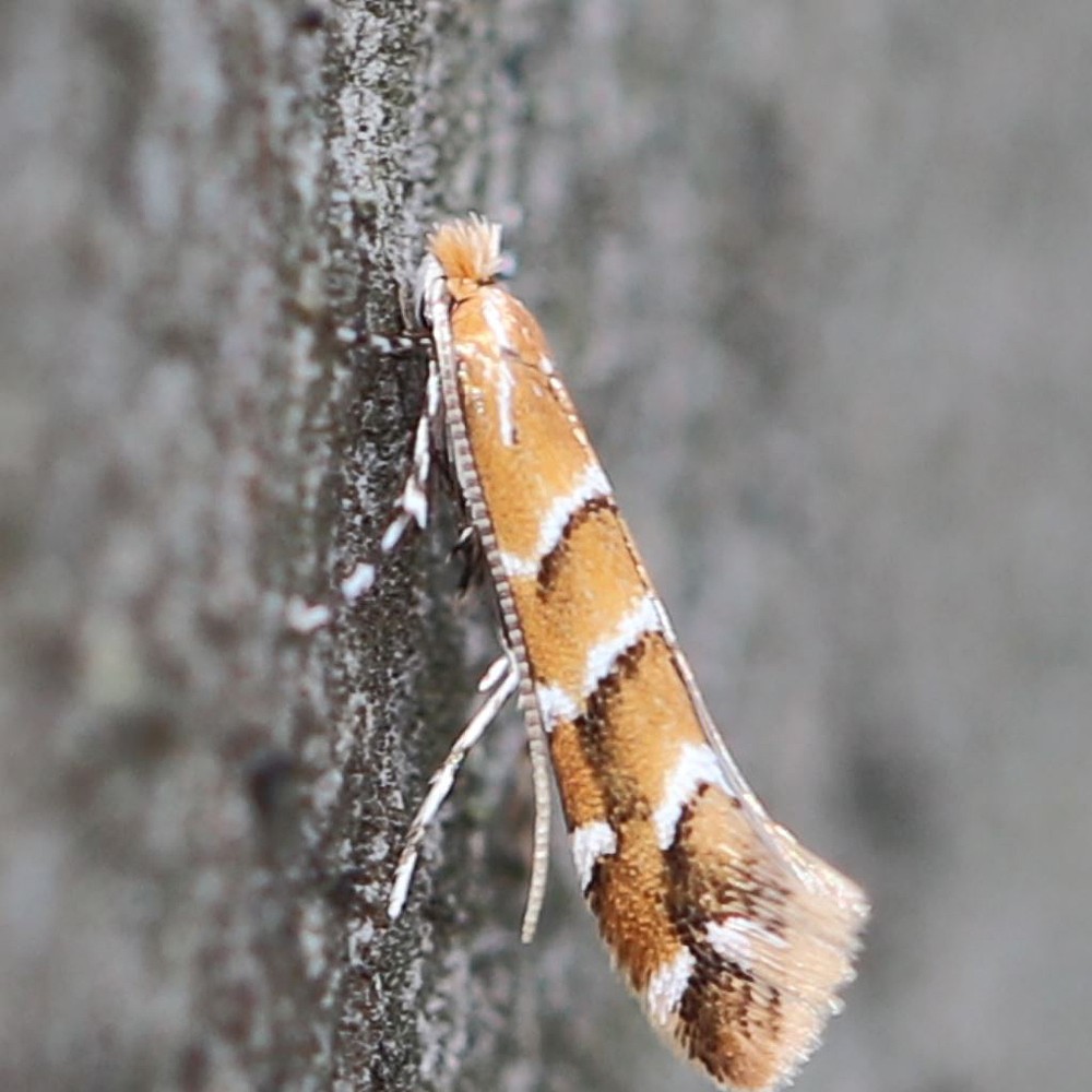 miniermotte   WIKIPEDIA COMMONS 4.0