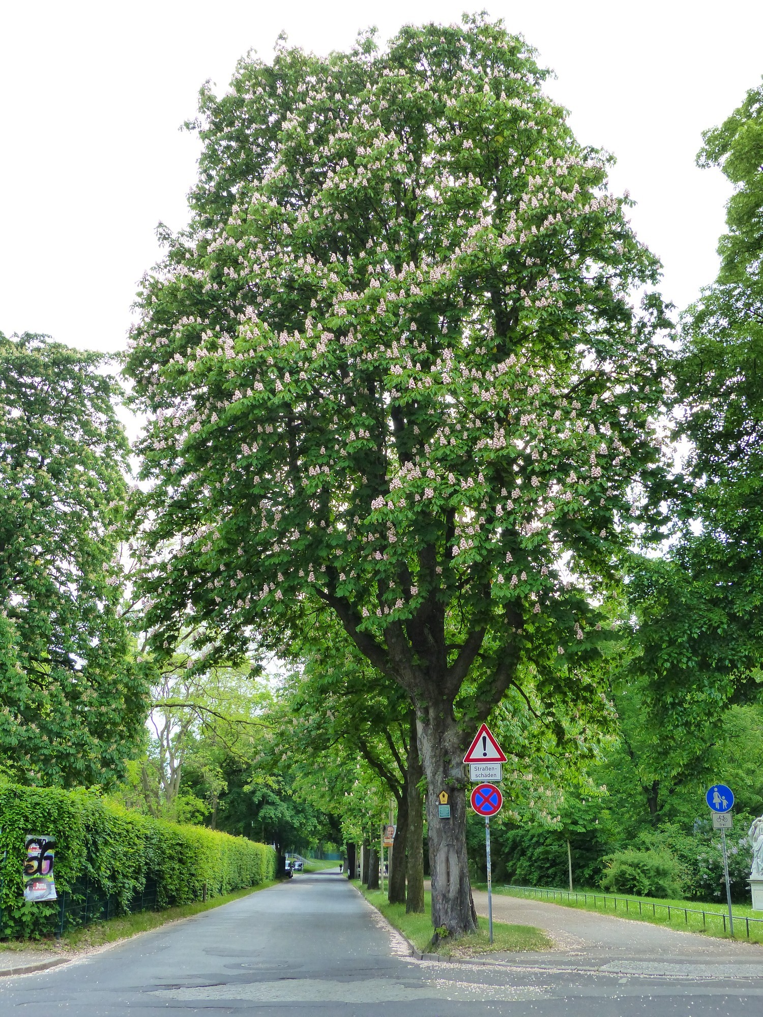 rosskastanie Dr. Bernd Gross WIKIPEDIA COMMONS 4.0