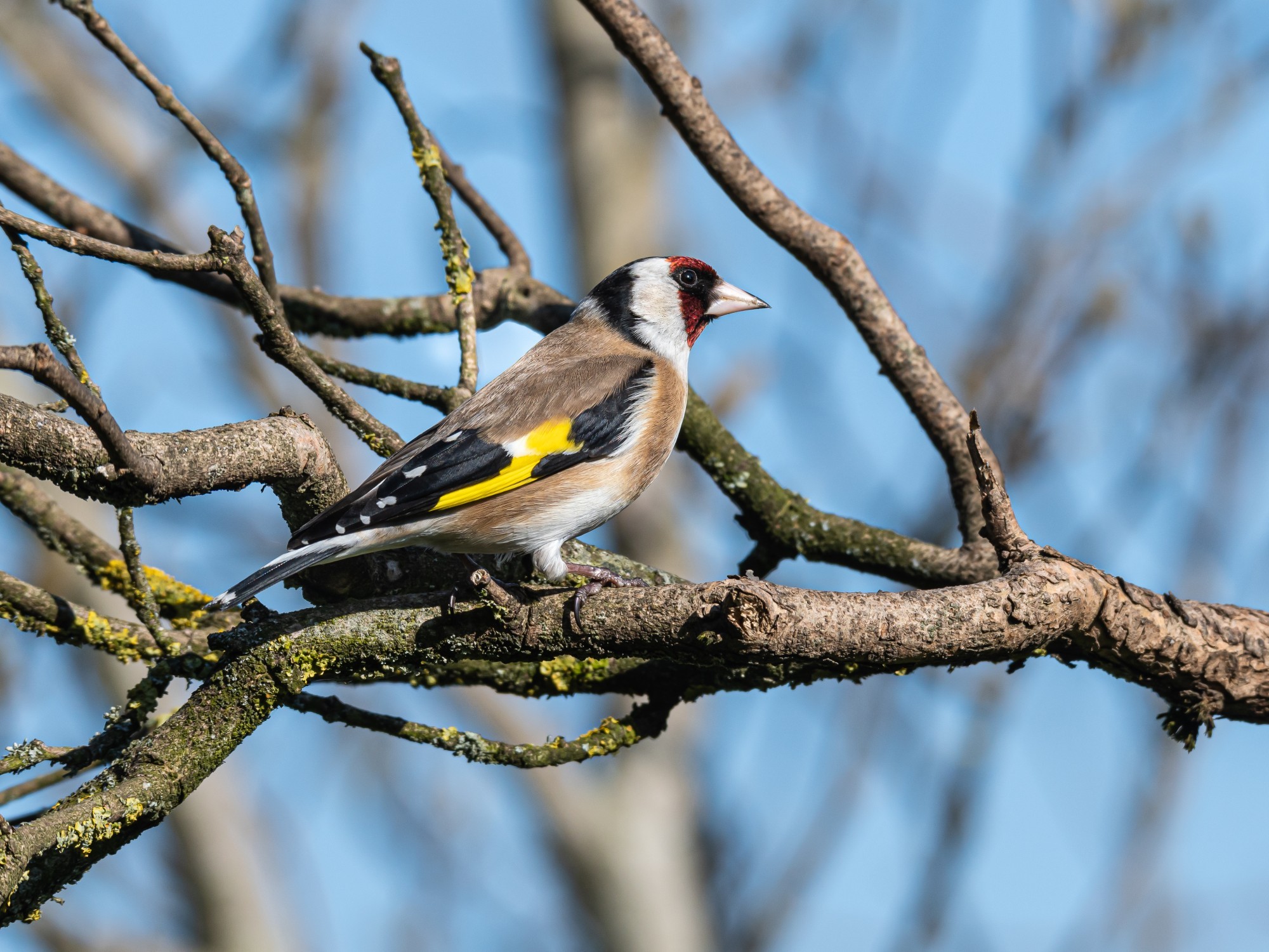 Stieglitz_Carduelis_carduelis 8189 ISIWAL WIKIPEDIA COMMONS 4.0