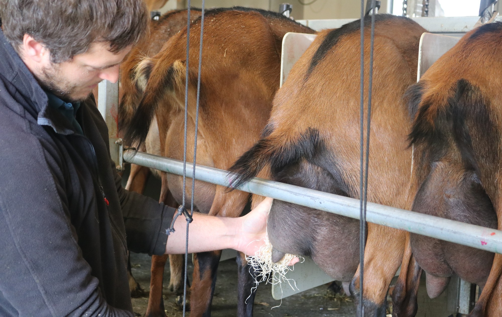 Schweizer Holzwolle aus Wattwil von der Lindner Suisse AG im Firmenporträt.