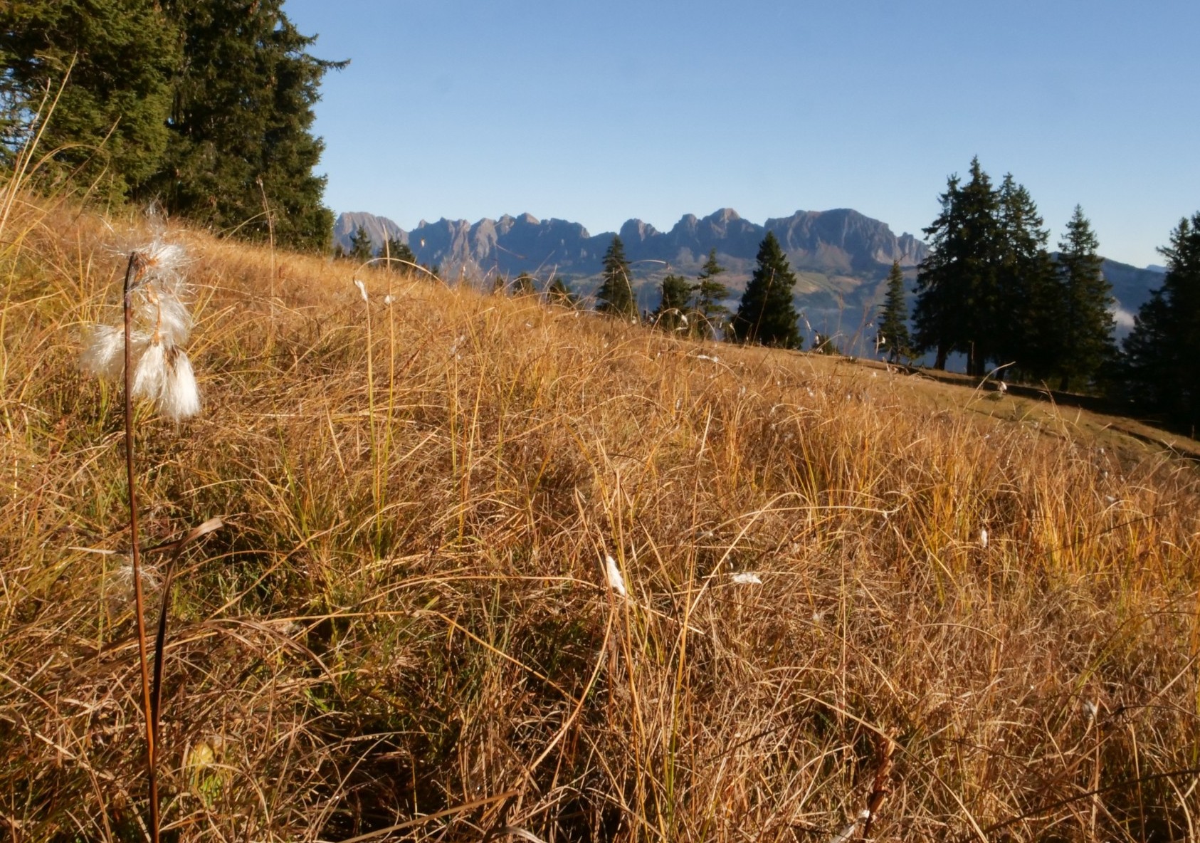 Wollgras in der Moorlandschaft.