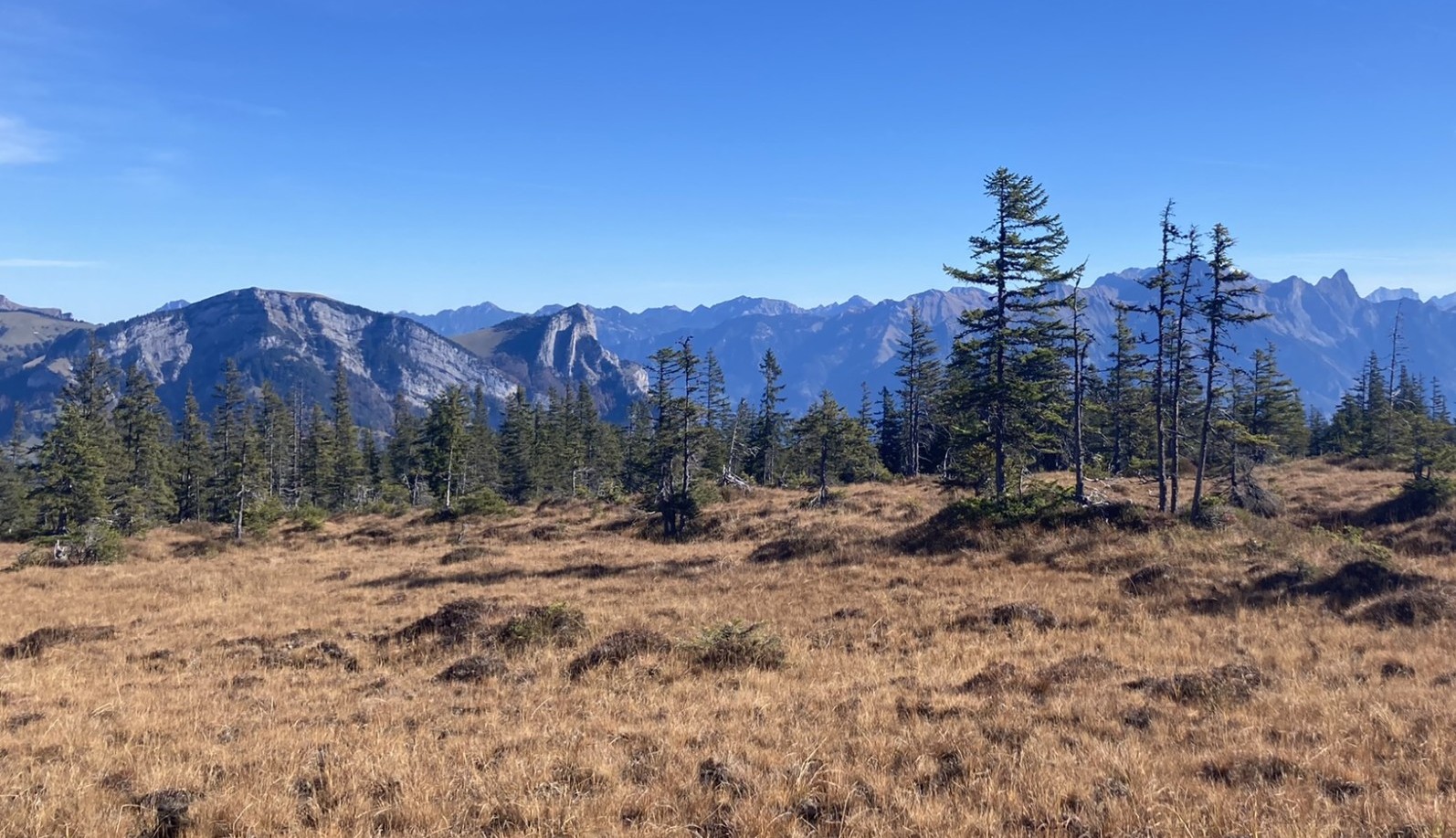 Moor Alp Tamons