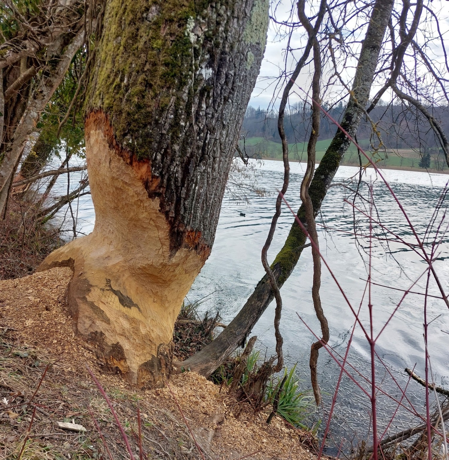 Von Biber produziertes Totholz