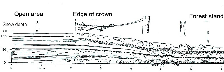 Grafische Darstellung eines Schneeprofils im Wald und ausserhalb davon.