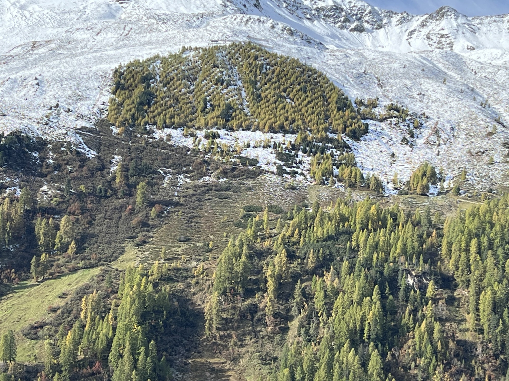 Aufforstung am Stillberg, dem Testgelände für den Lawinenschutz in Davos