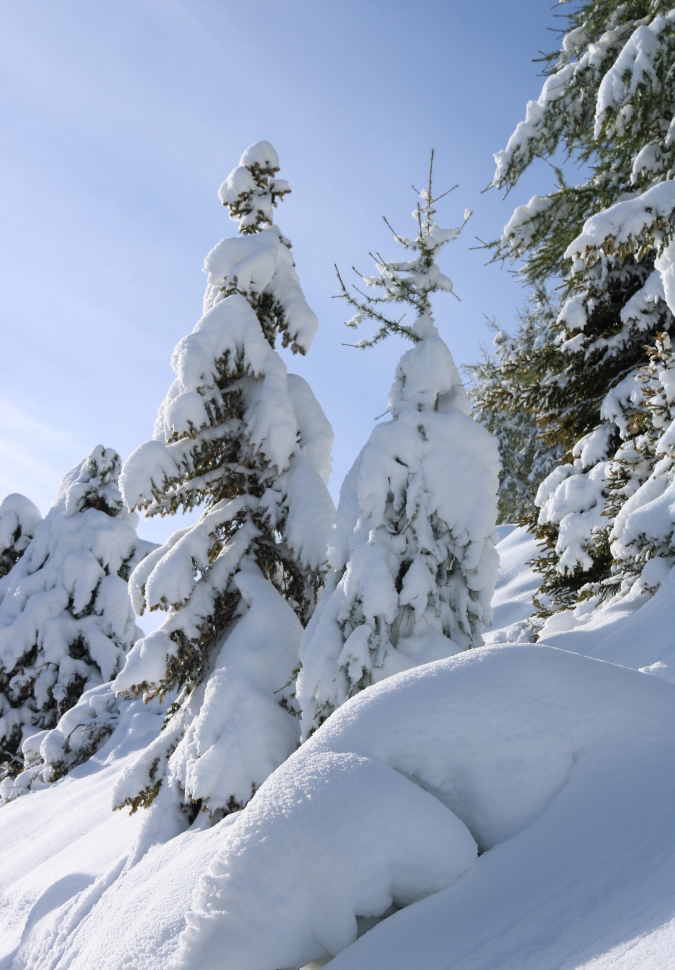 Bleibt Schnee auf den Ästen der Bäume liegen, dient das dem Schutz vor Lawinen.