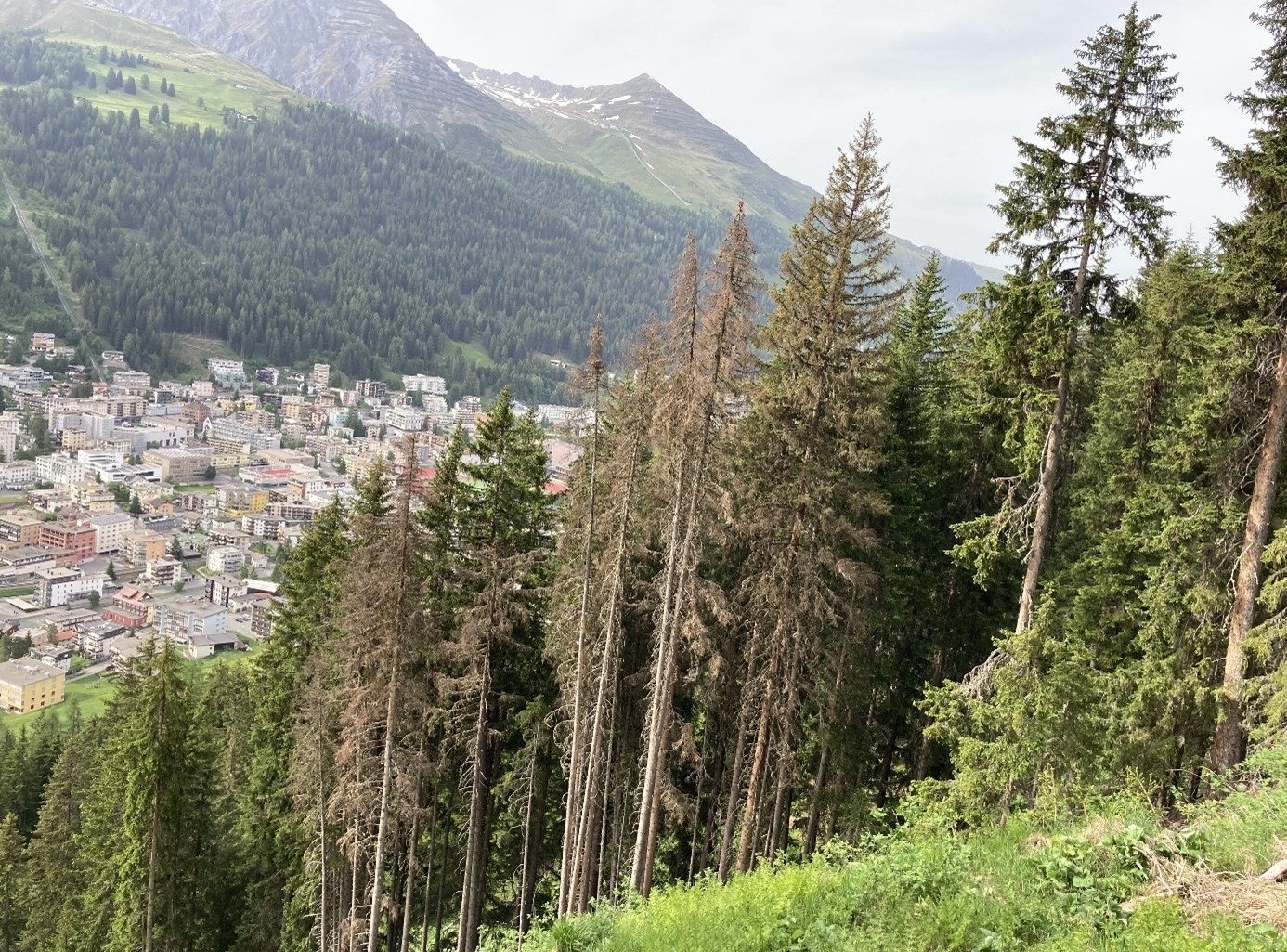 Schänden im Schutzwald durch den Borkenkäfer.