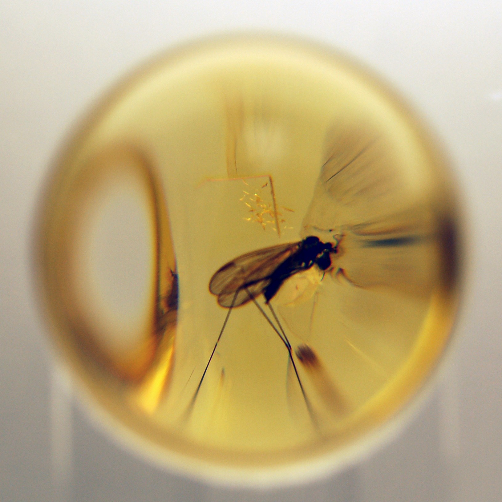 Insekt_im_Bernstein_2 evak eigenes Werk, CC BY-SA 4.0