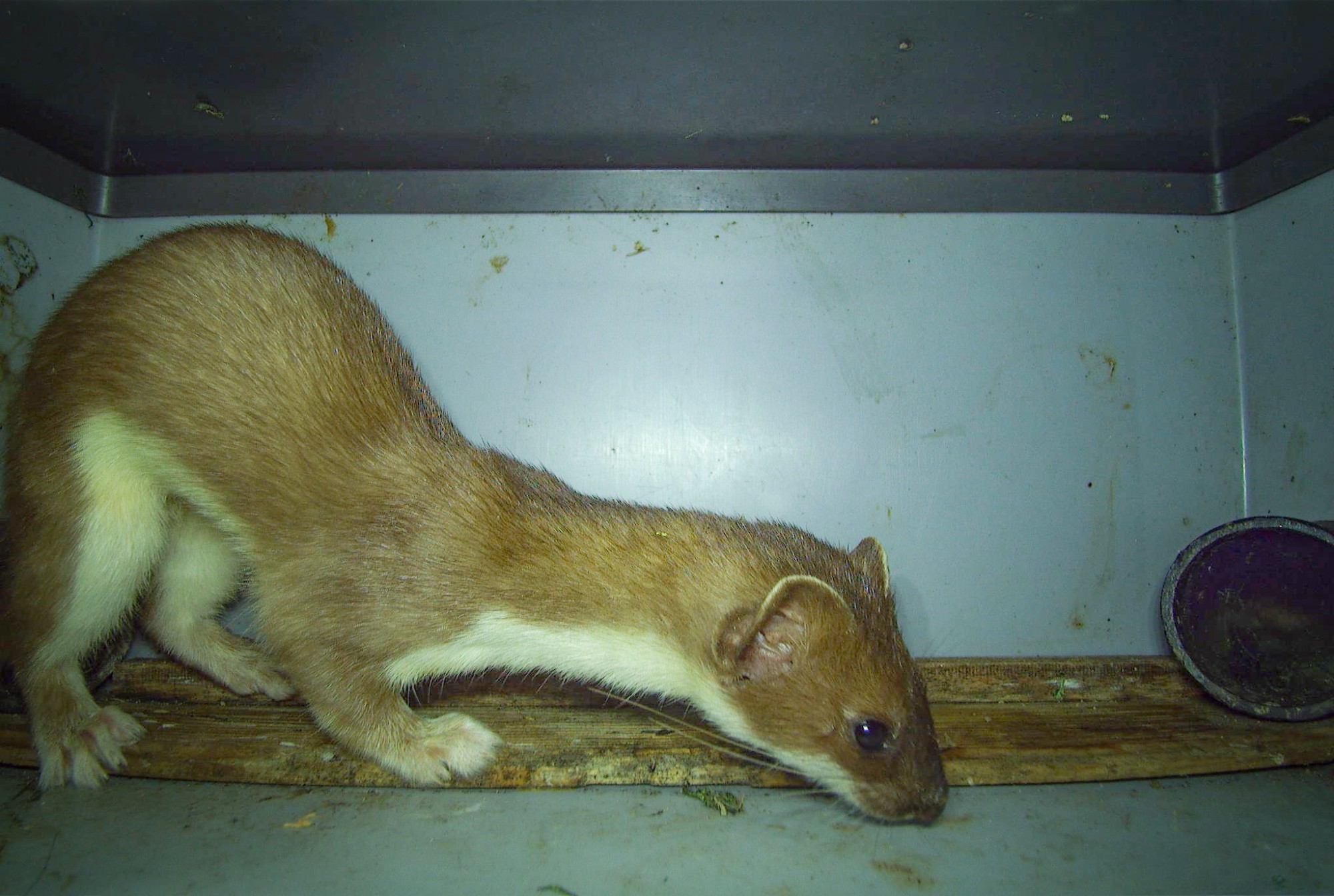 Nachweis eines Hermelins mittels Kamerafalle