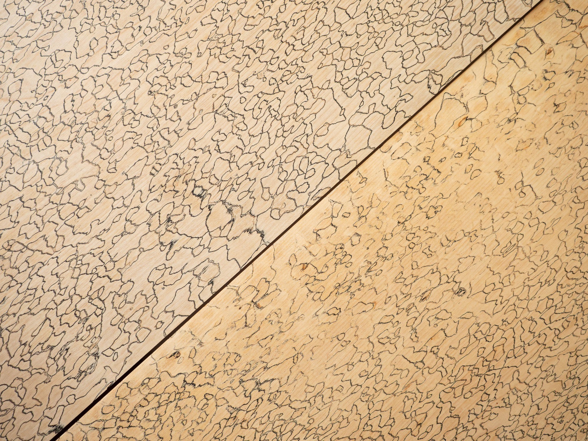 Esche (oben) und Ahorn (unten)