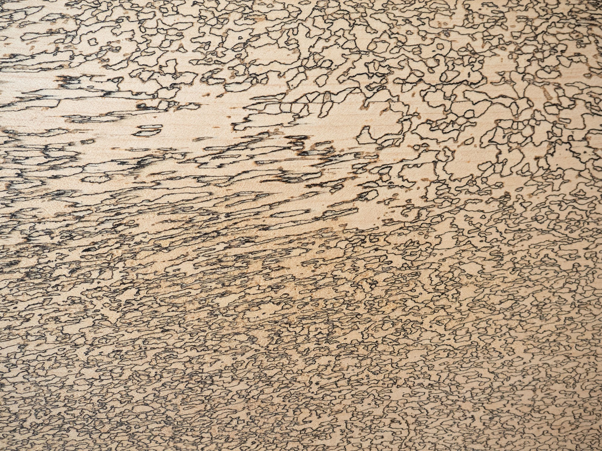 Marmorholz mit Verästelungen