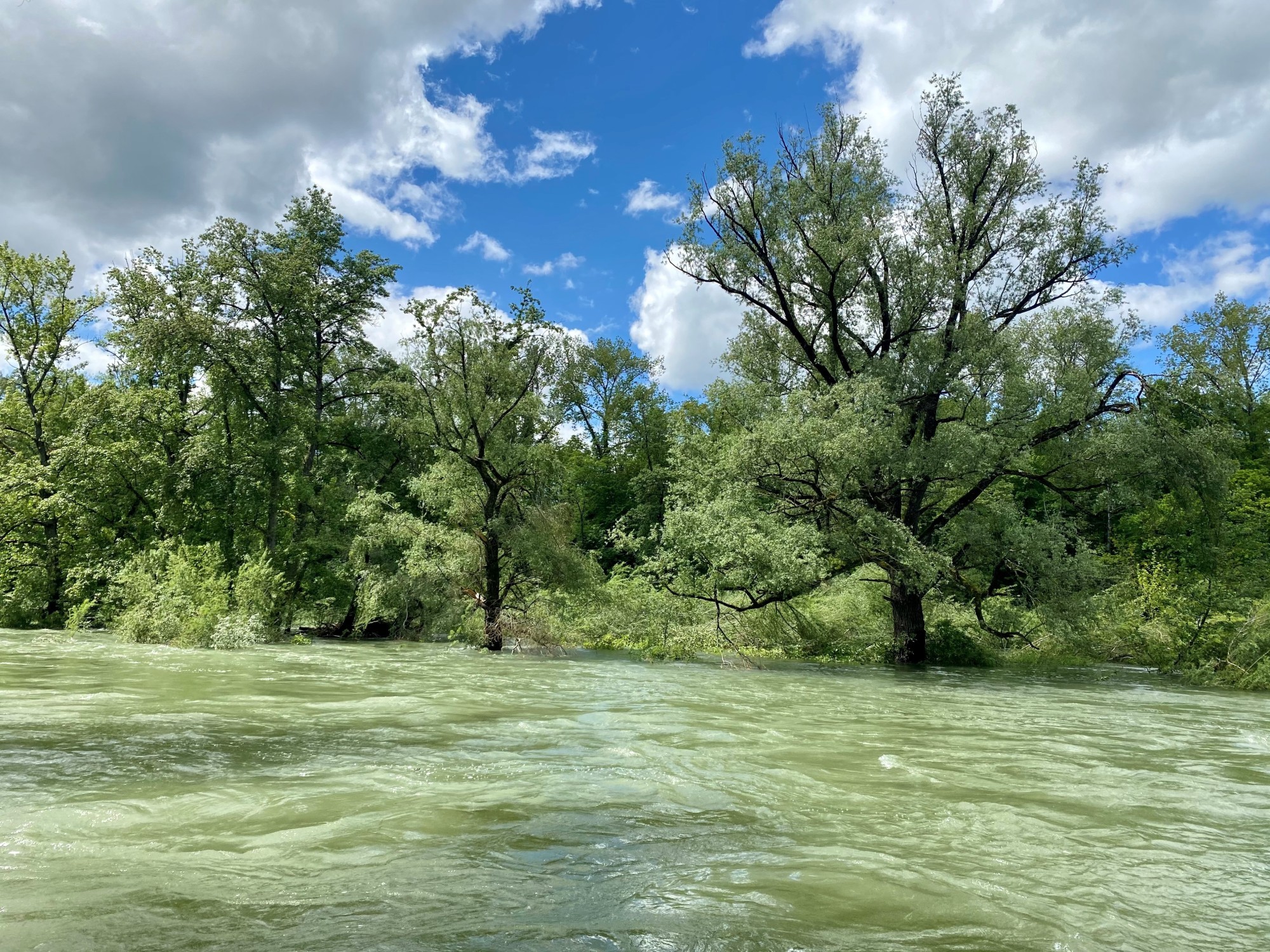 Silberweiden bei Hochwasser bei Villnachern AG