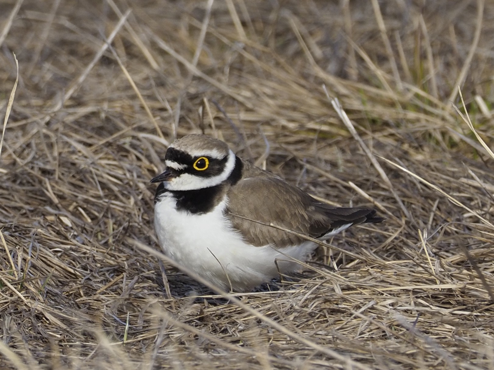 Kiesbrütender Flussregenpfeifer (Charadrius dubius)
