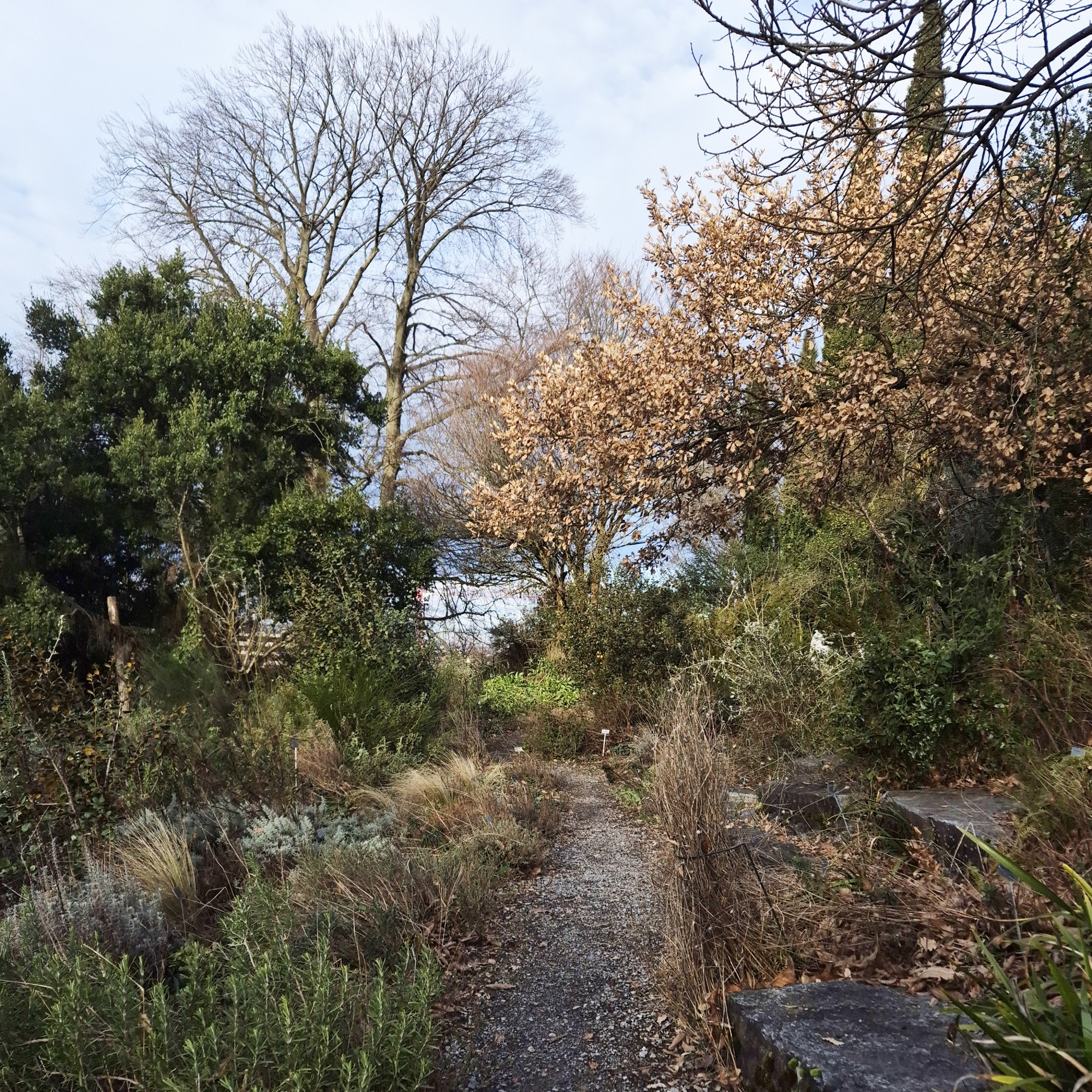 Botanischer Garten, Zürich, im Januar 2025