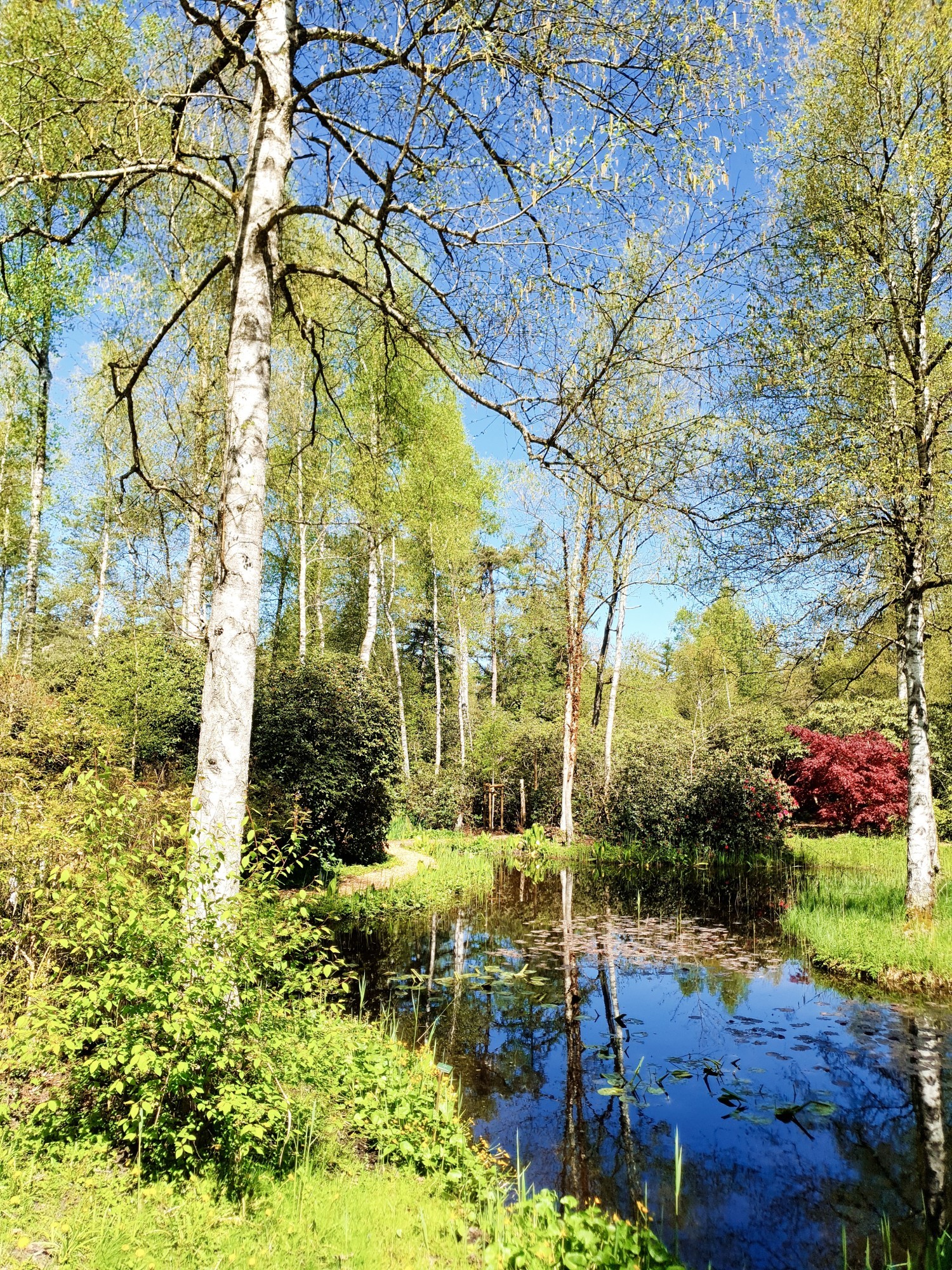 Teich im Seleger Moor.