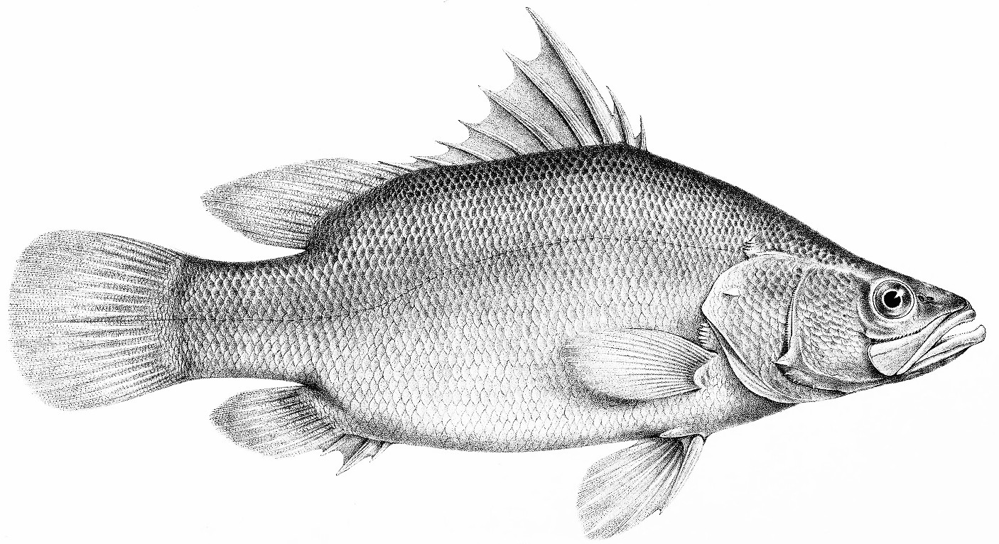 Nilbarsch (Illlustration)