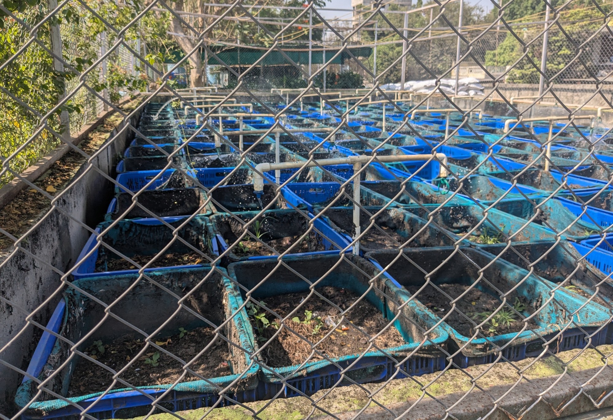 Vermifilter-Anlage der Eawag im indischen Puna.