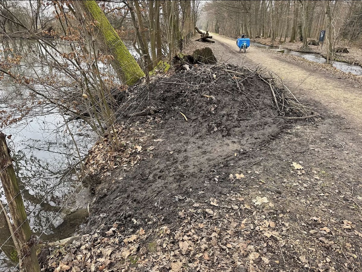 Biberbau im Basler Landschaftspark Wiese