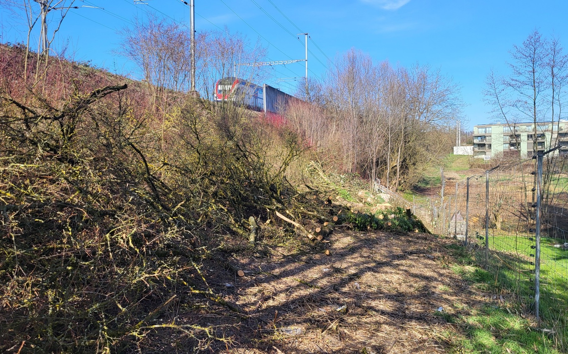 Rodungsarbeiten in Dietlikon