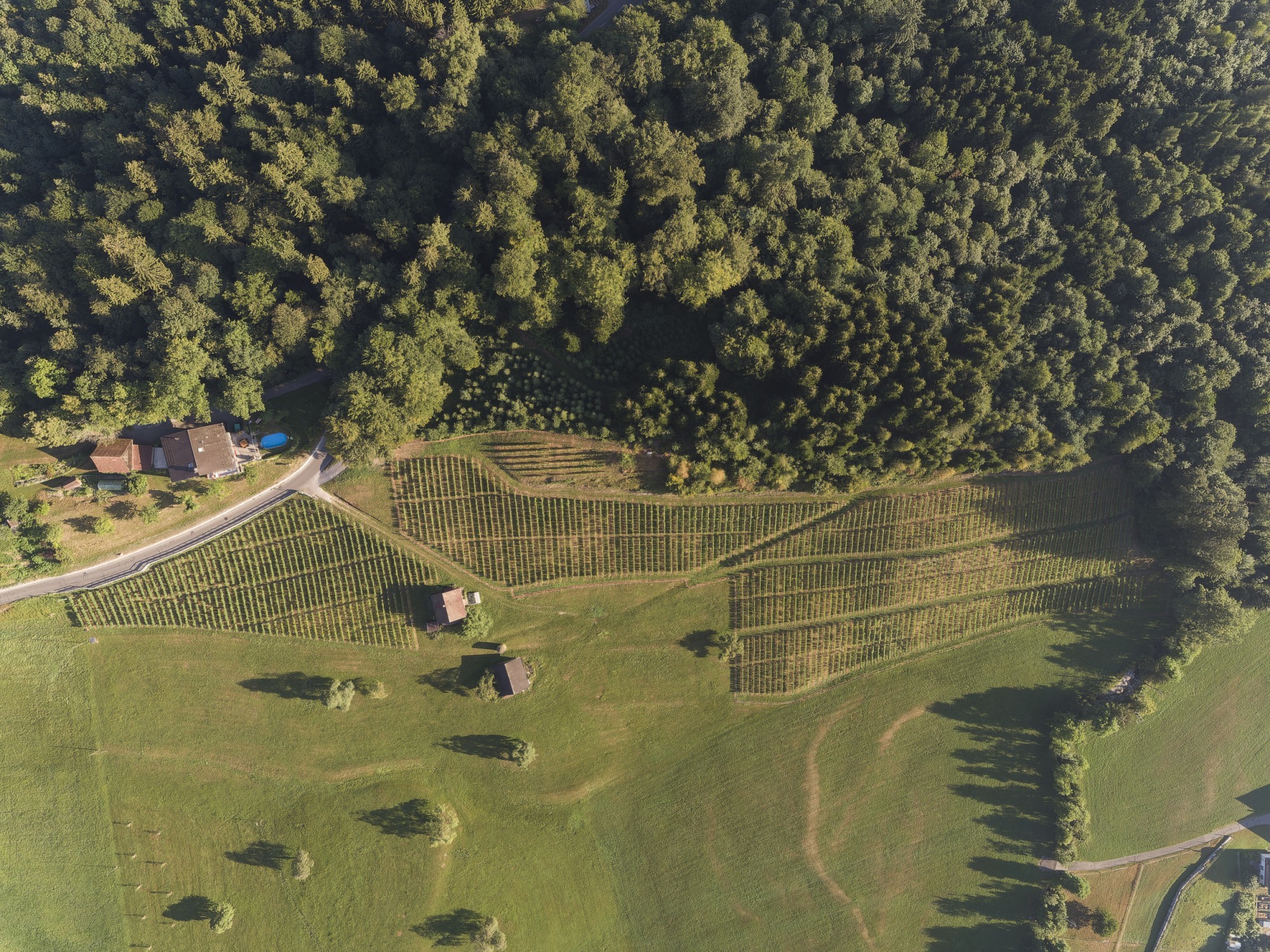 Luftbild einer Waldgrenze