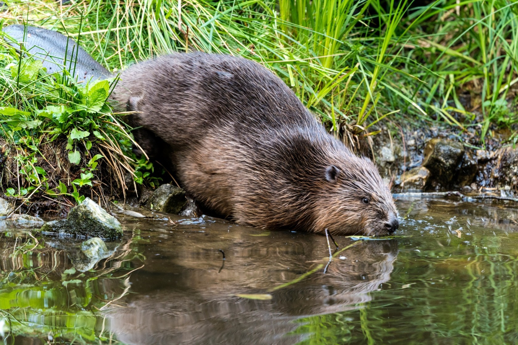 biber - stadt zürich