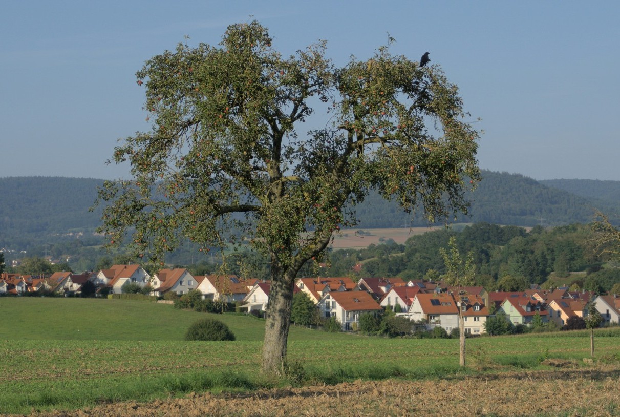 Einfamilienhäuser im Grünen