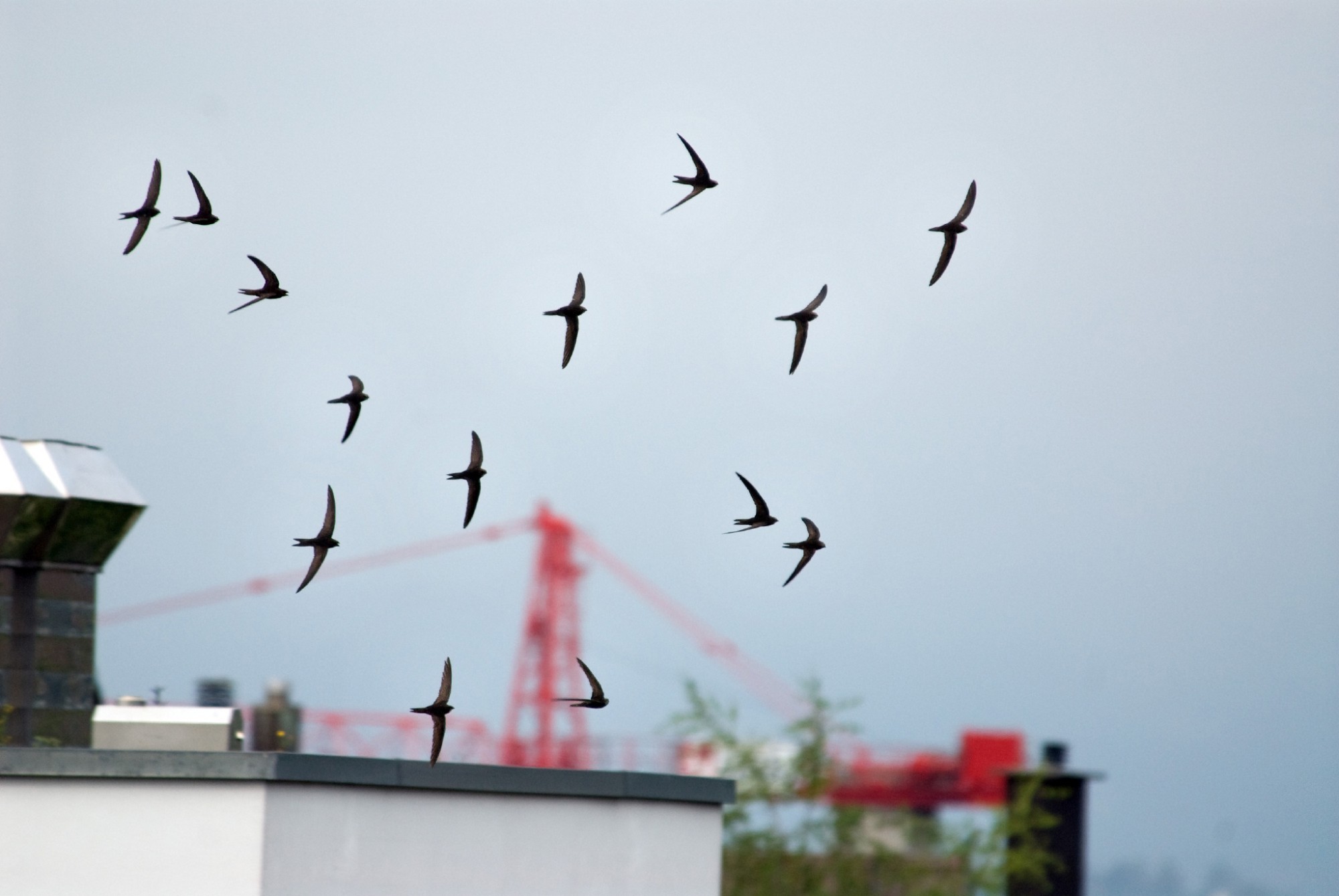 Mauersegler-Gruppe im Flug