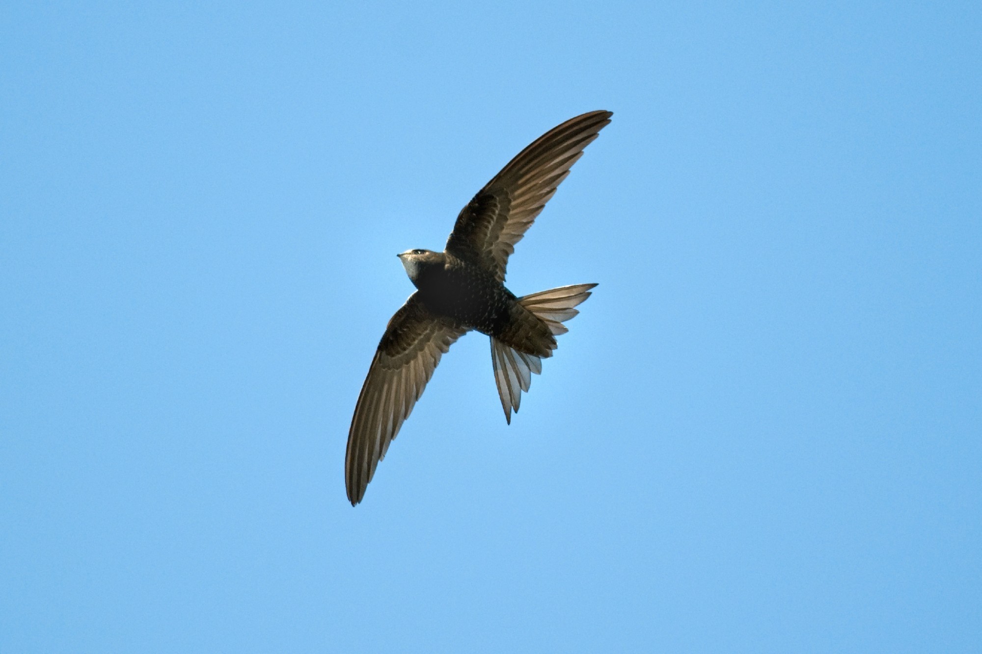 Ein Mauersegler im Flug