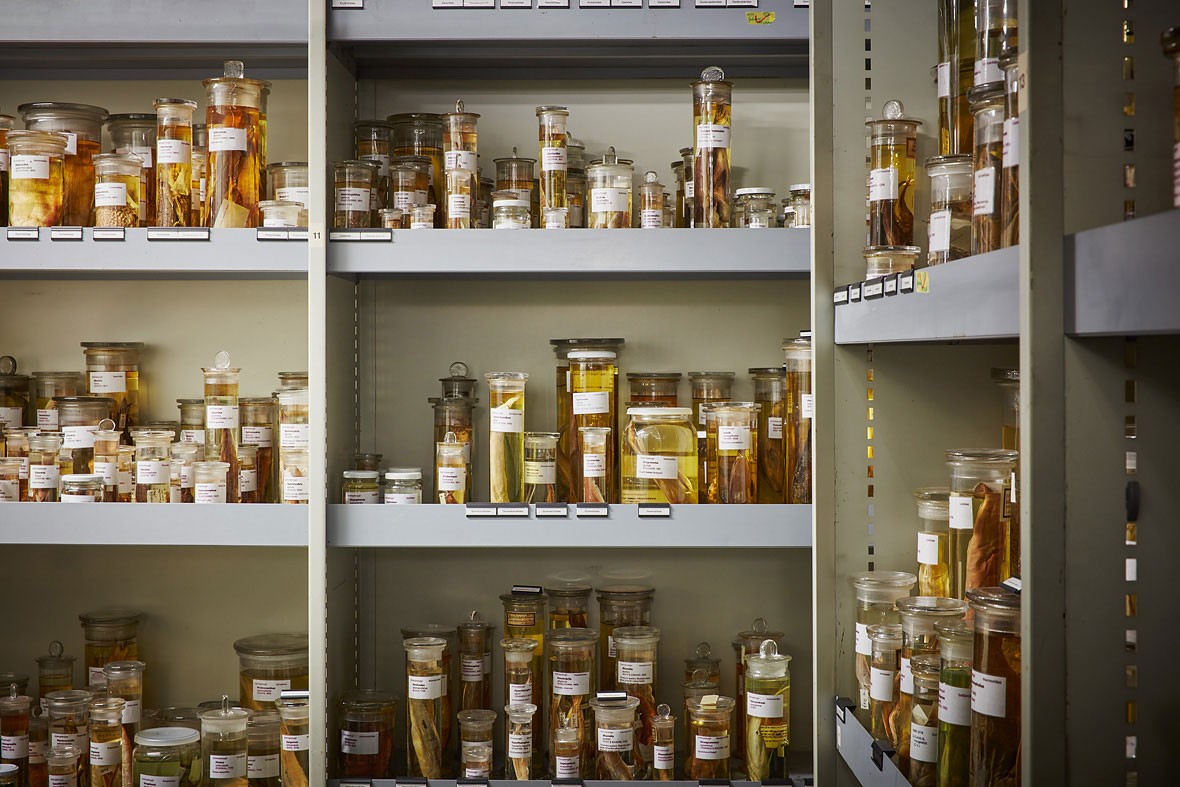Sammlung im Naturhistorischen Museum Basel