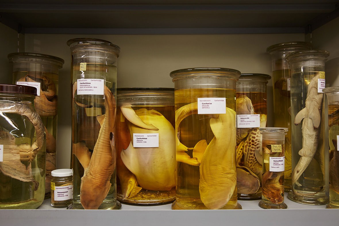 Sammlung Naturhistorische Museum Basel