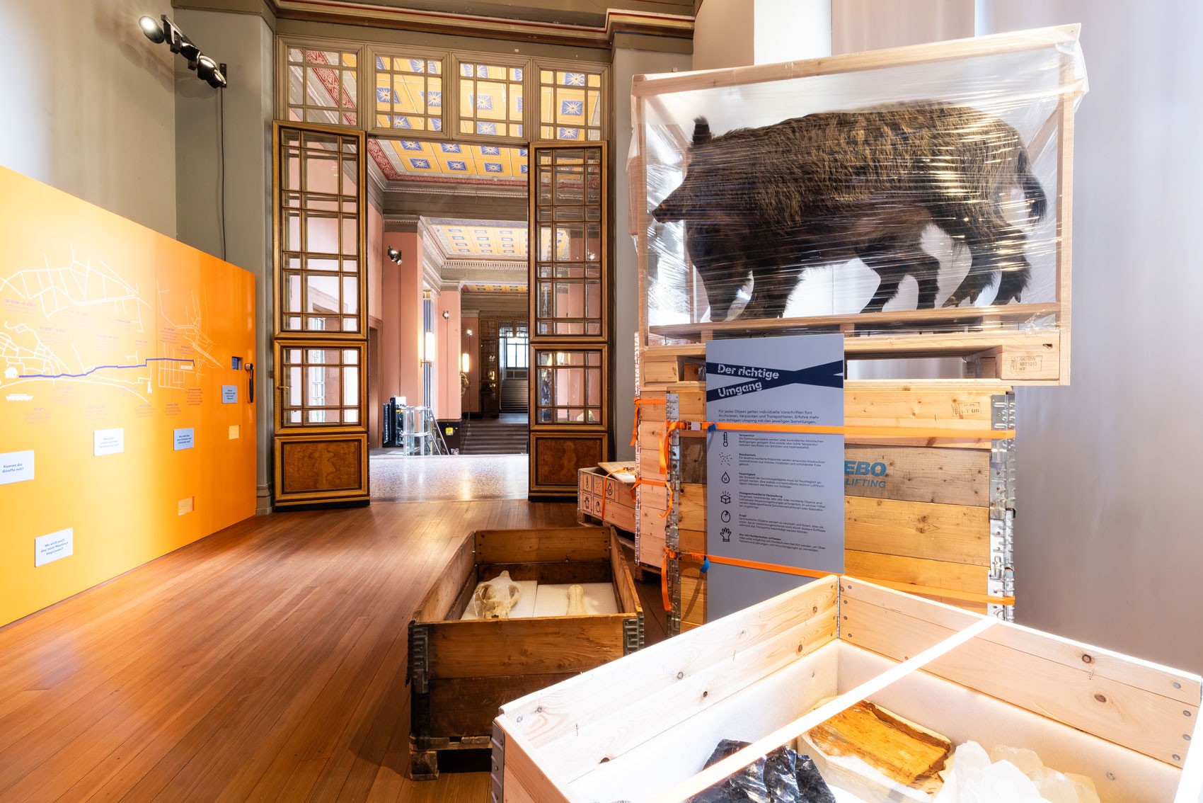 Umzug der Sammlung im Naturhistorisches Museum Basel
