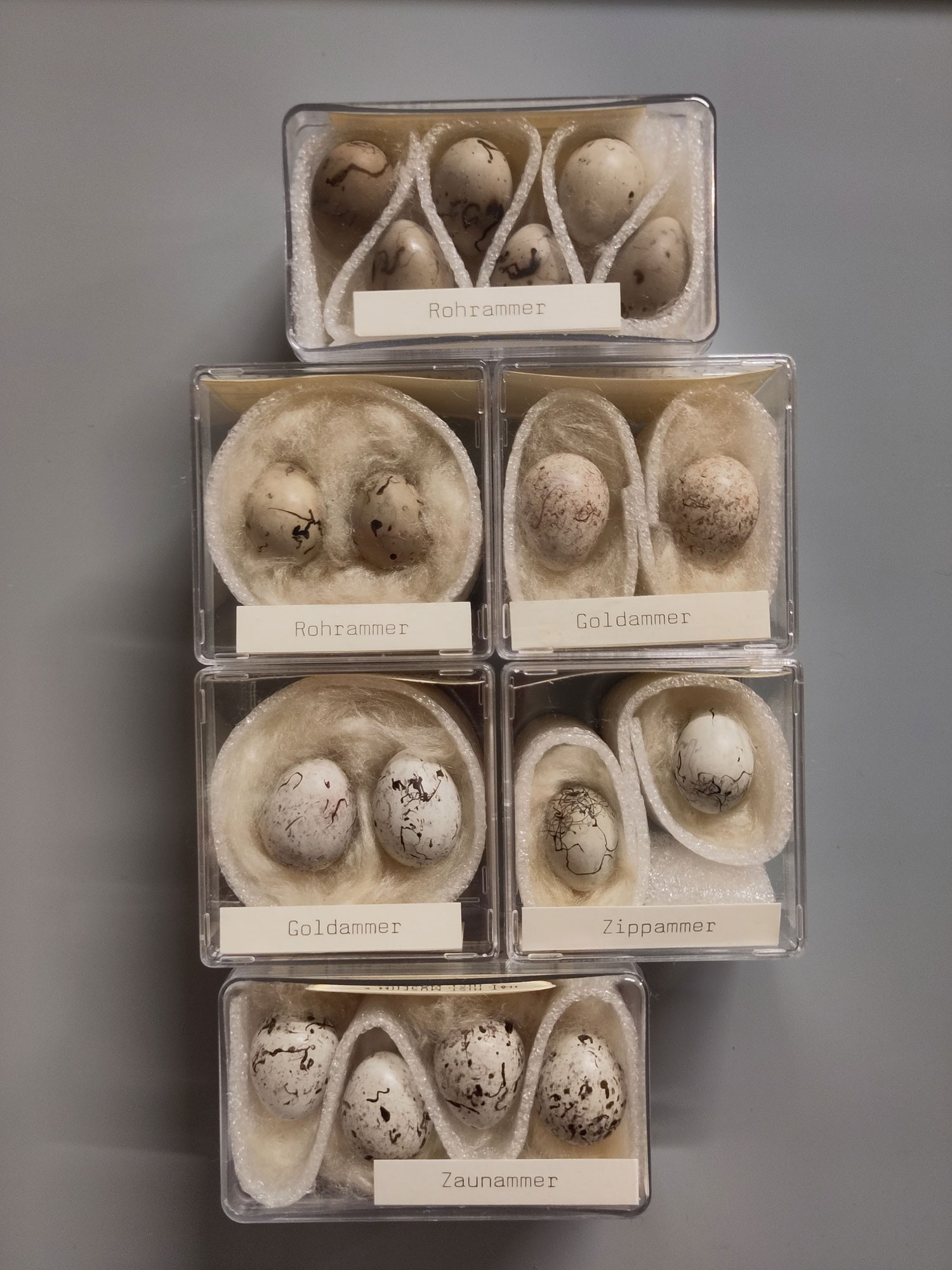 Eiersammlung neu verpackt
