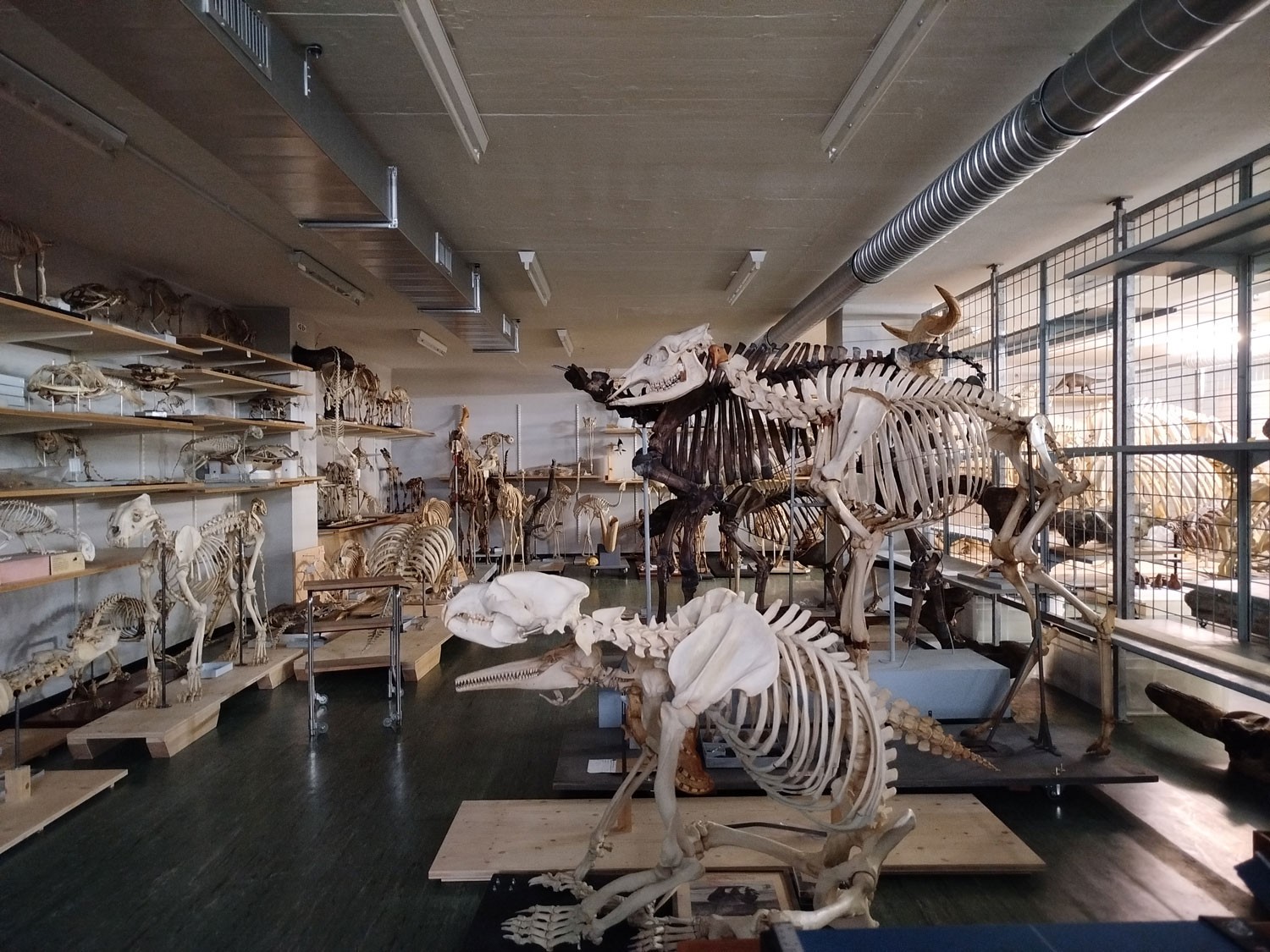 Osteologische Sammlung im Naturhistorischen Museum Basel