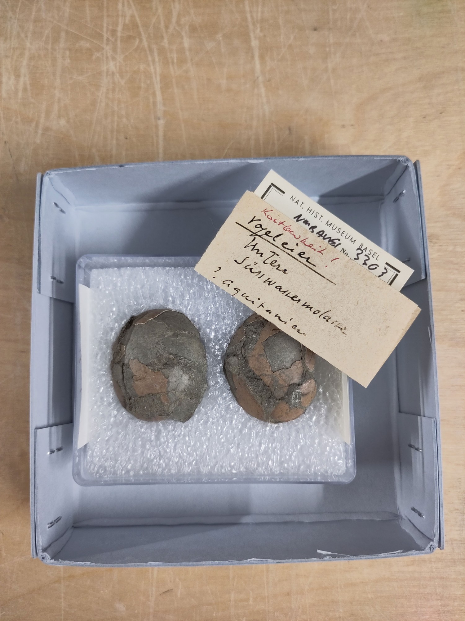 Versteinerte Eier im Naturhistorischen Museum Basel