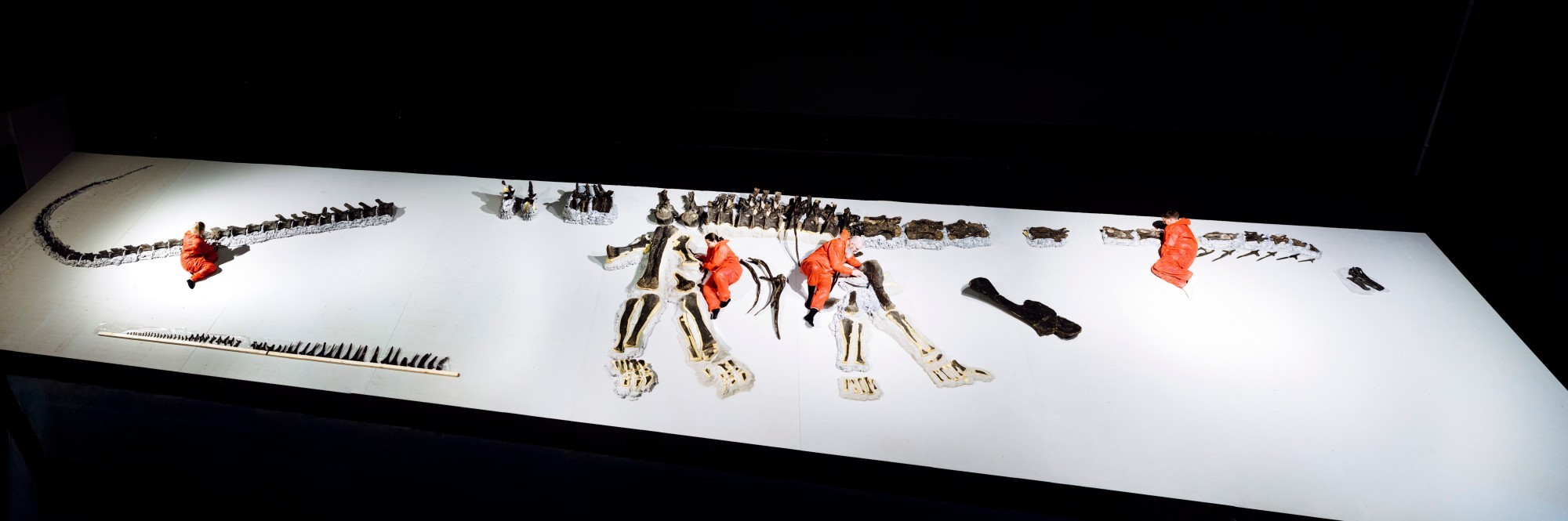 Aufbau des Langhalssauriers «Arapahoe» im Dinosaurier Museum Altmühltal