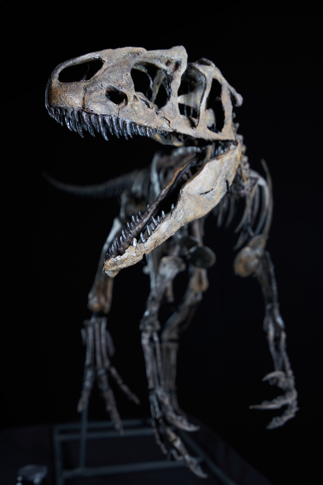 Originalskelett des Allosauriers «Little Al» im Dinosaurier Museum Altmühltal